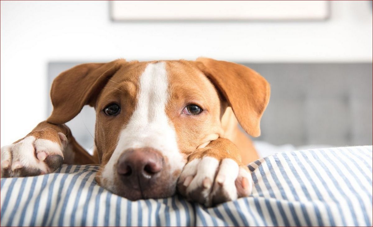 Pies wymiotuje żółcią? Sprawdź, co to oznacza i jak szybko zareagować