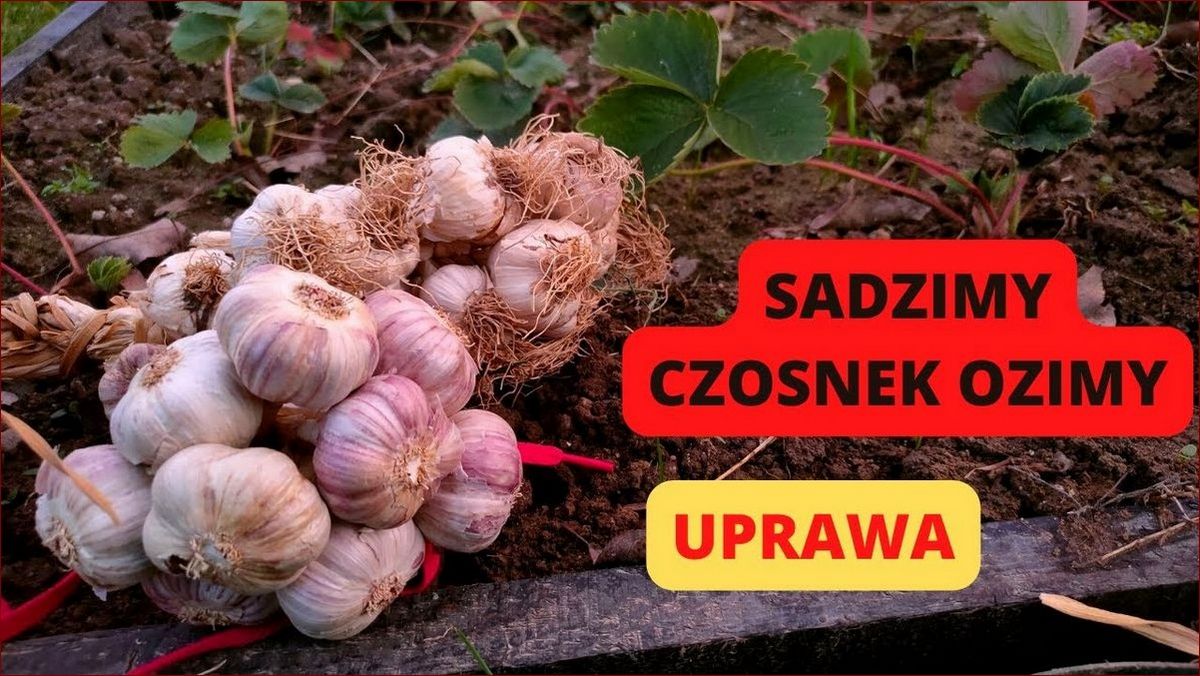Po czym sadzić czosnek zimowy? Kluczowe wskazówki dla lepszych plonów!