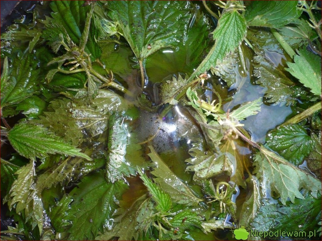 Pokrzywa na mszyce - naturalna broń przeciwko szkodnikom w ogrodzie