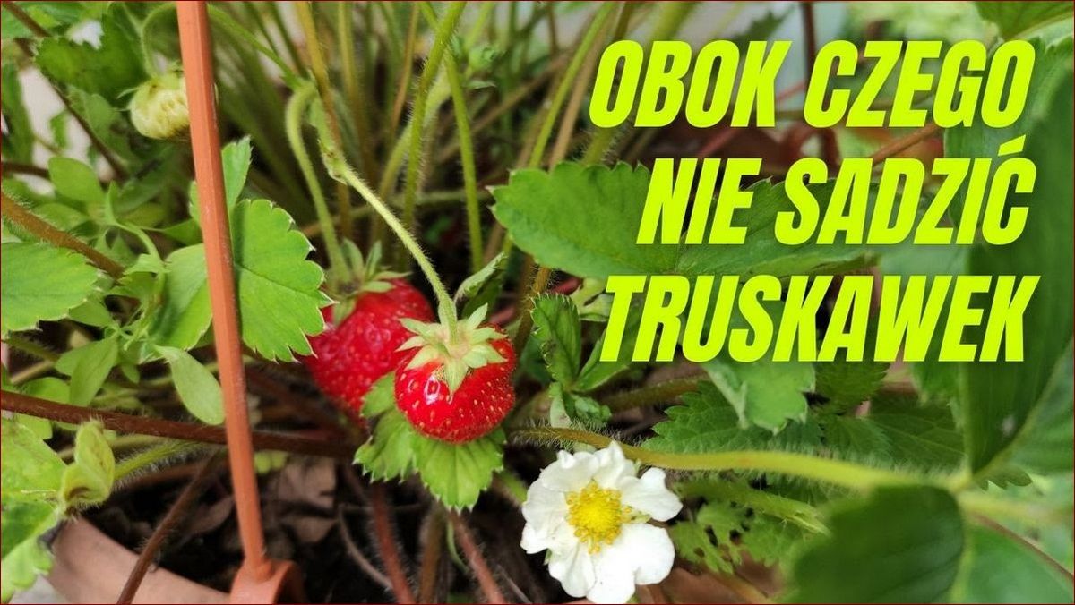Pór obok czego sadzić? Praktyczny przewodnik po korzystnych i niekorzystnych roślinach sąsiedzkich
