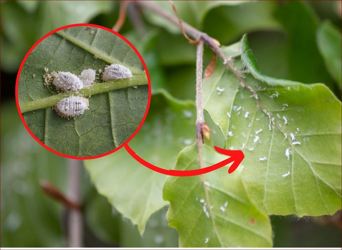 Przędziorki na storczykach: Jak je rozpoznać i skutecznie zwalczyć