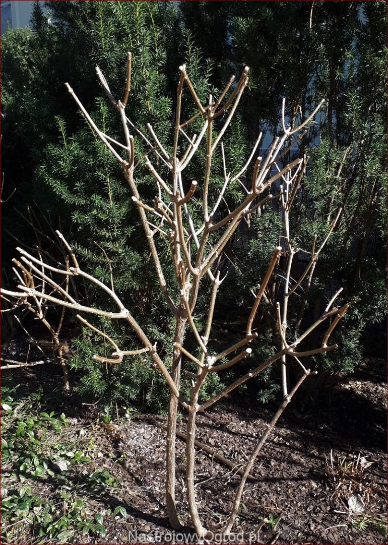 Przycinanie hortensji ogrodowej - kompletny poradnik, jak zapewnić roślinom piękno i zdrowie