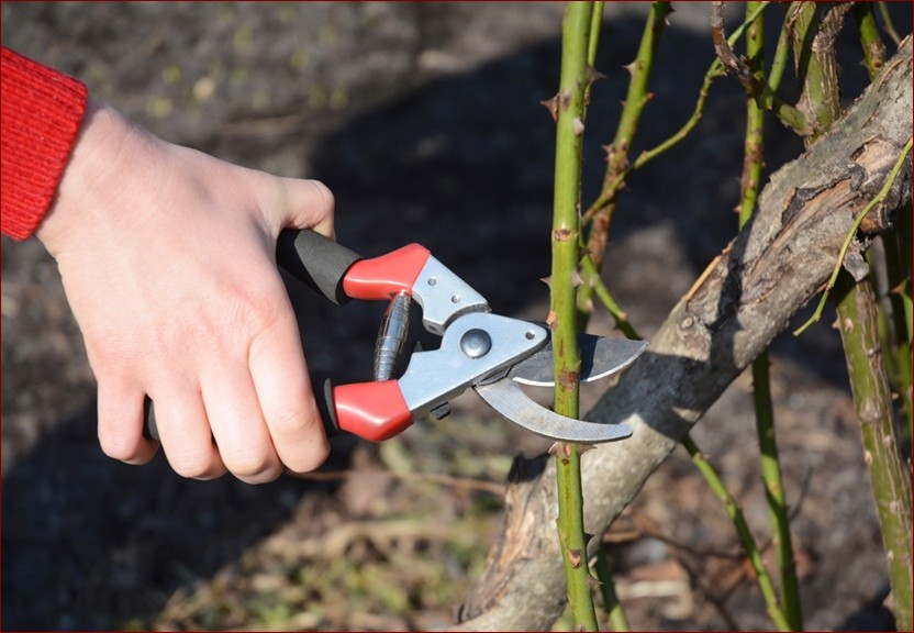 Przycinanie róż wiosną - Przewodnik krok po kroku dla wspaniałych kwiatów