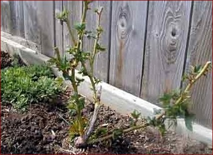 Przycinanie róż wiosną - Przewodnik krok po kroku dla wspaniałych kwiatów