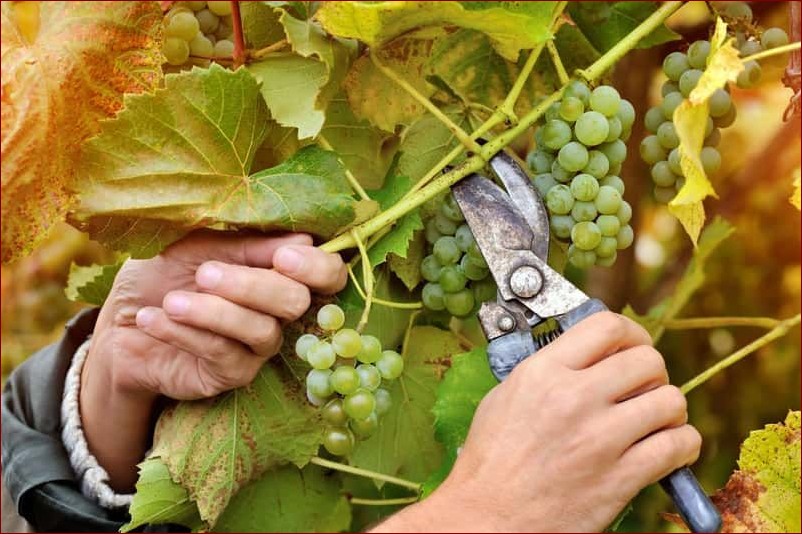 Przycinanie winogron na wiosnę - Kluczowy sekret obfitych plonów doskonałych winogron