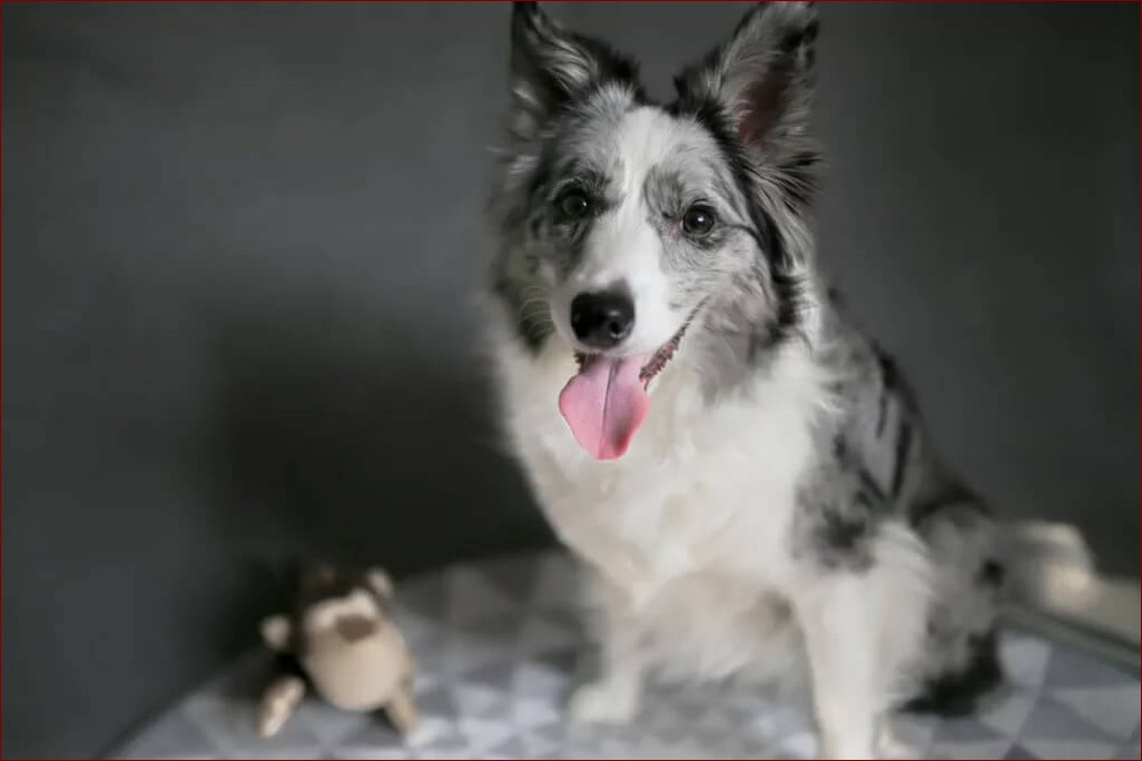 Psy podobne do border collie - Top 5 ras dla aktywnych właścicieli