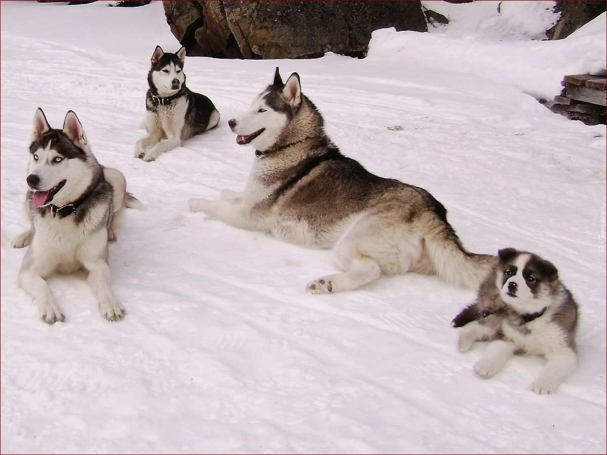 Psy Siberian Husky - zapierająca dech piękność i niezwykła inteligencja
