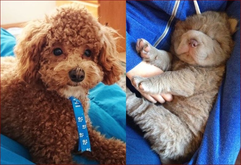 Psy wyglądające jak misie - poznaj niesamowite rasy psów o niedźwiedzim wyglądzie