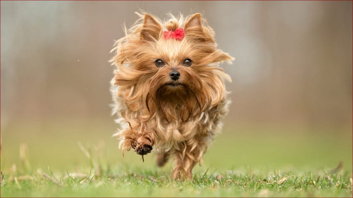 Psy z długą sierścią - jak zadbać o bujne futro swojego czworonożnego przyjaciela