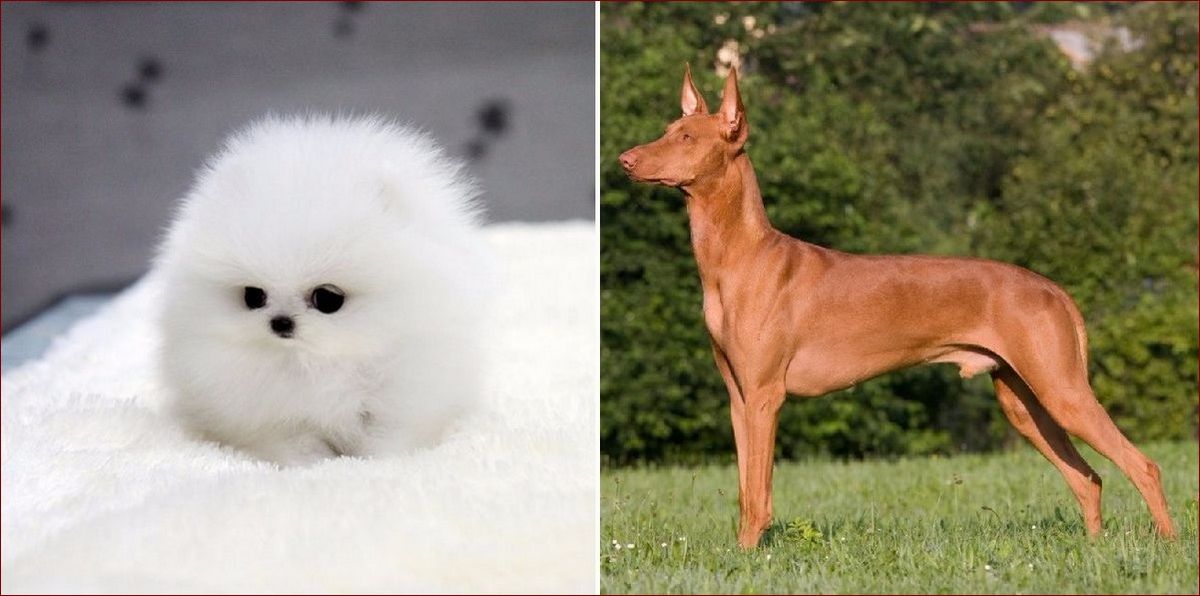 Puchate rasy psów: Odkryj uroczych, mięciutkich towarzyszów dla Twojego domu