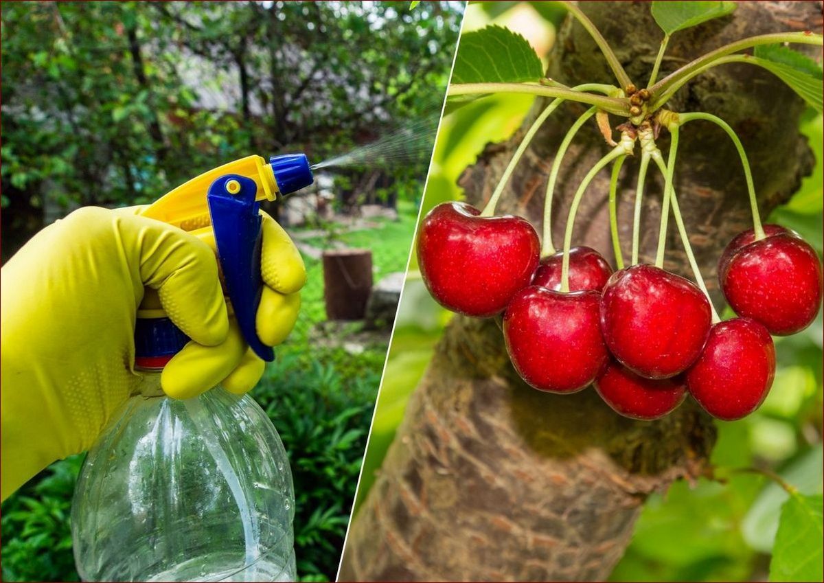 Robaki na mięcie – Jak uchronić swój ogród przed inwazją niszczących szkodników? () Robaki na mięcie – Jak uchronić swój ogród przed inwazją niszczących szkodników?