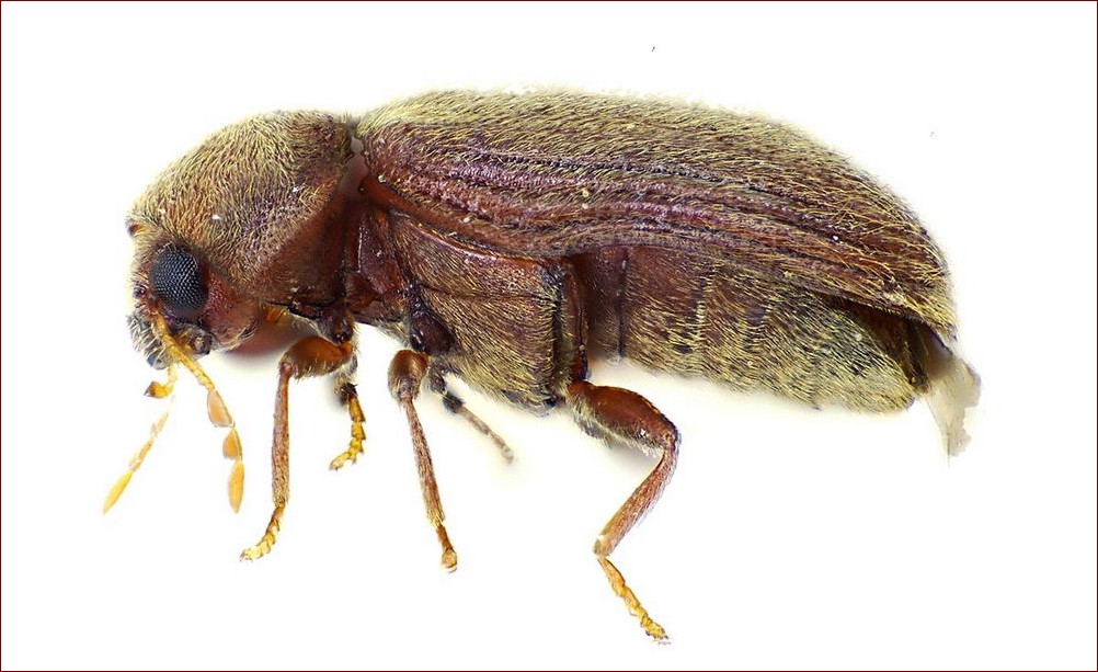 Robaki w domu zdjęcia i nazwy - poznaj inwazyjne szkodniki krok po kroku
