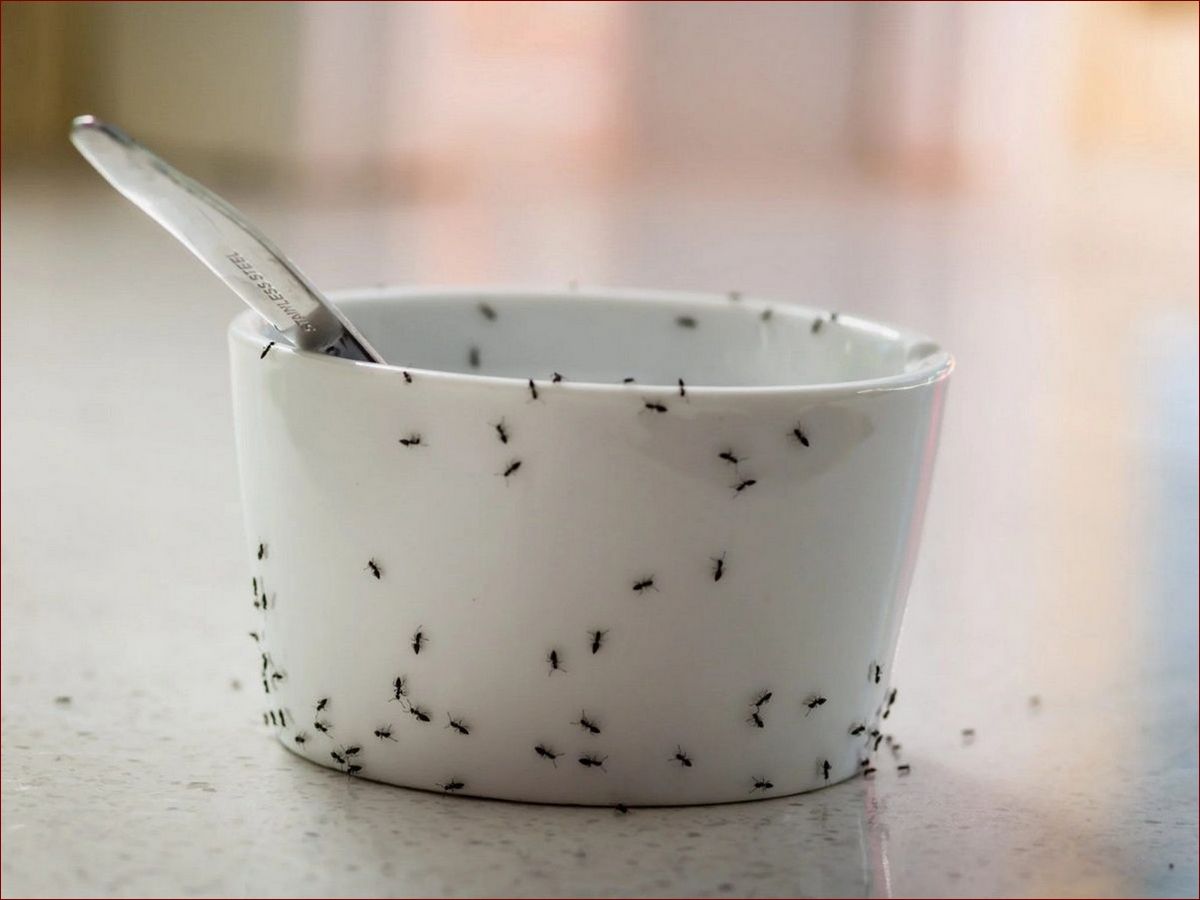 Środki na mrówki w domu - 7 skutecznych sposobów na pozbycie się mrówek raz na zawsze