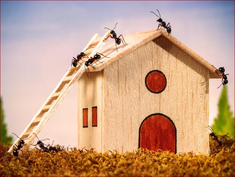 Środki na mrówki w domu - 7 skutecznych sposobów na pozbycie się mrówek raz na zawsze