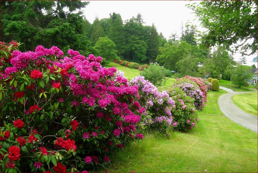 Rododendrony szybko rosnące - sekret pięknego i bujnego ogrodu już po kilku latach!