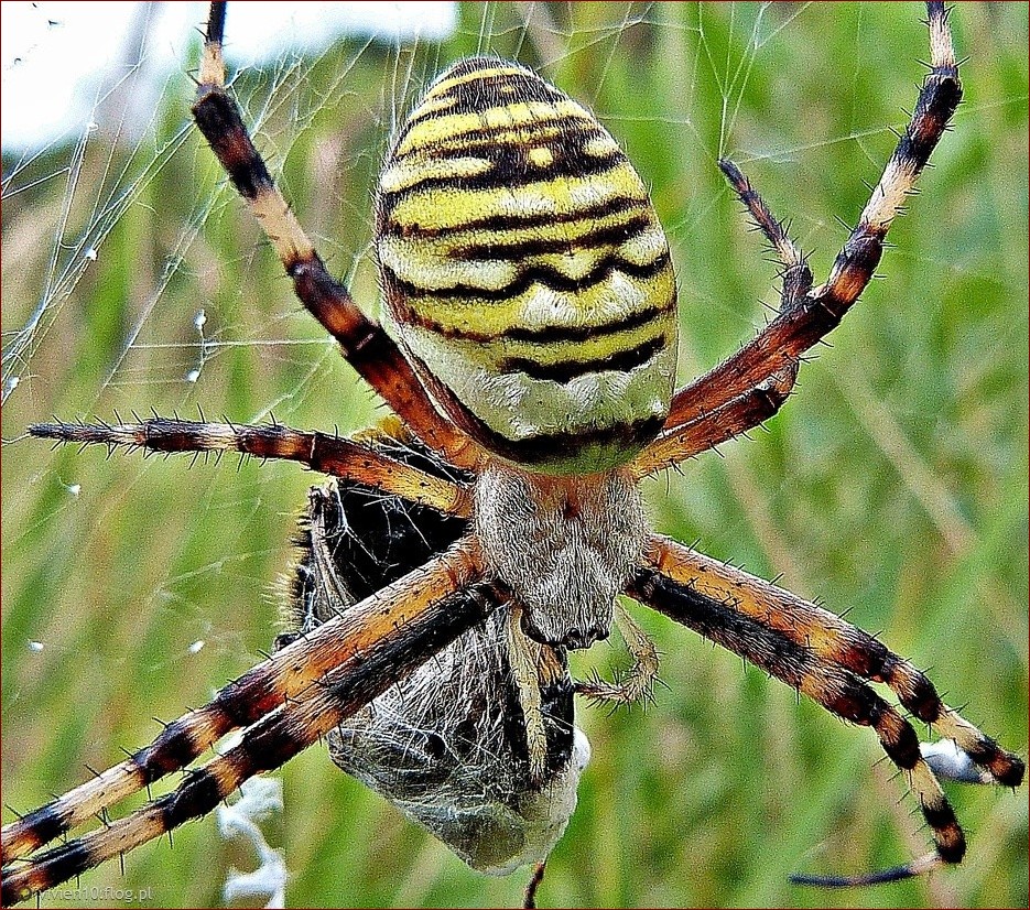 Rodzaje pająków w domu - Poznaj domowe gatunki i dowiedz się, które są niebezpieczne