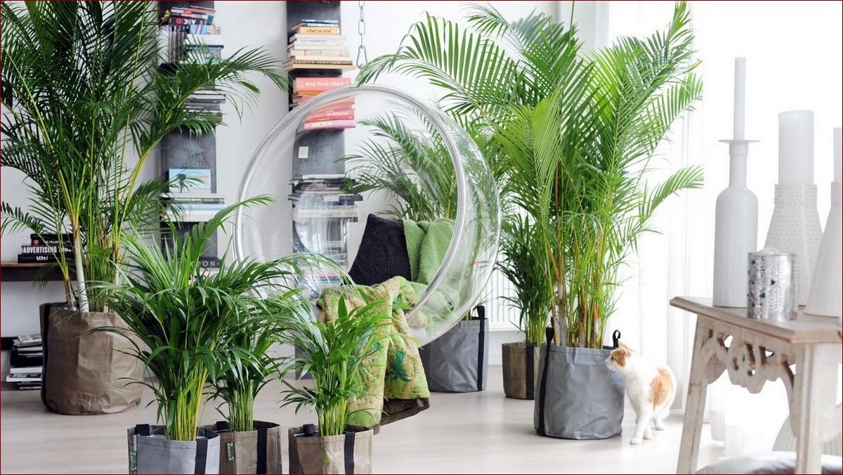 Rodzaje palm doniczkowych - odkryj egzotyczny urok tropików w twoim domu!