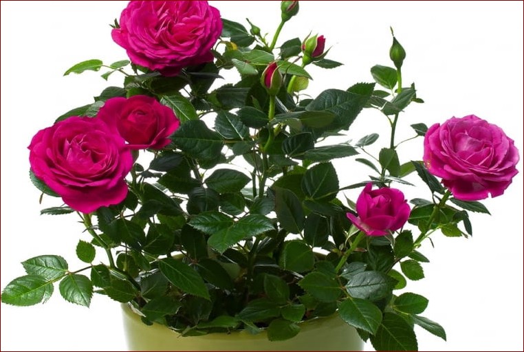 Róże na zimę – Kompleksowy przewodnik, jak przygotować królowe kwiatów na mroźną aurę