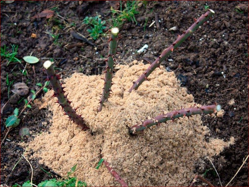 Róże na zimę – Kompleksowy przewodnik, jak przygotować królowe kwiatów na mroźną aurę