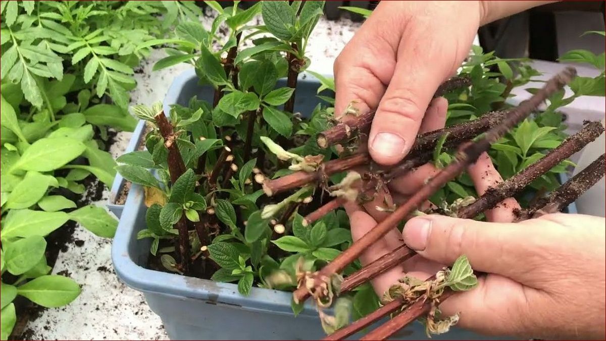 Rozmnażanie hortensji ogrodowej: Od 1 do 100 kwiatów w magicznym rytuale