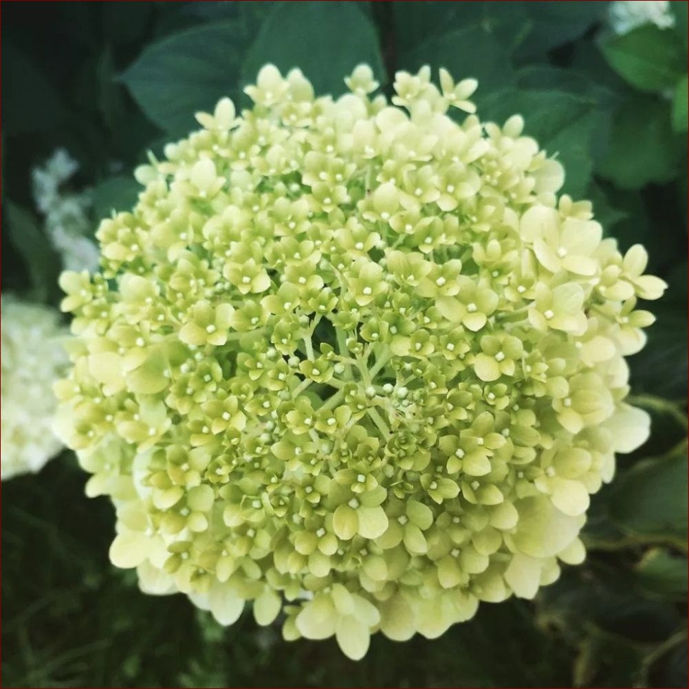 Rozmnażanie hortensji ogrodowej: Od 1 do 100 kwiatów w magicznym rytuale