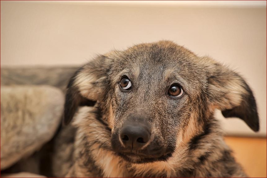 Rozwolnienie u psa - domowe sposoby. Skuteczne leczenie w zaciszu domu!