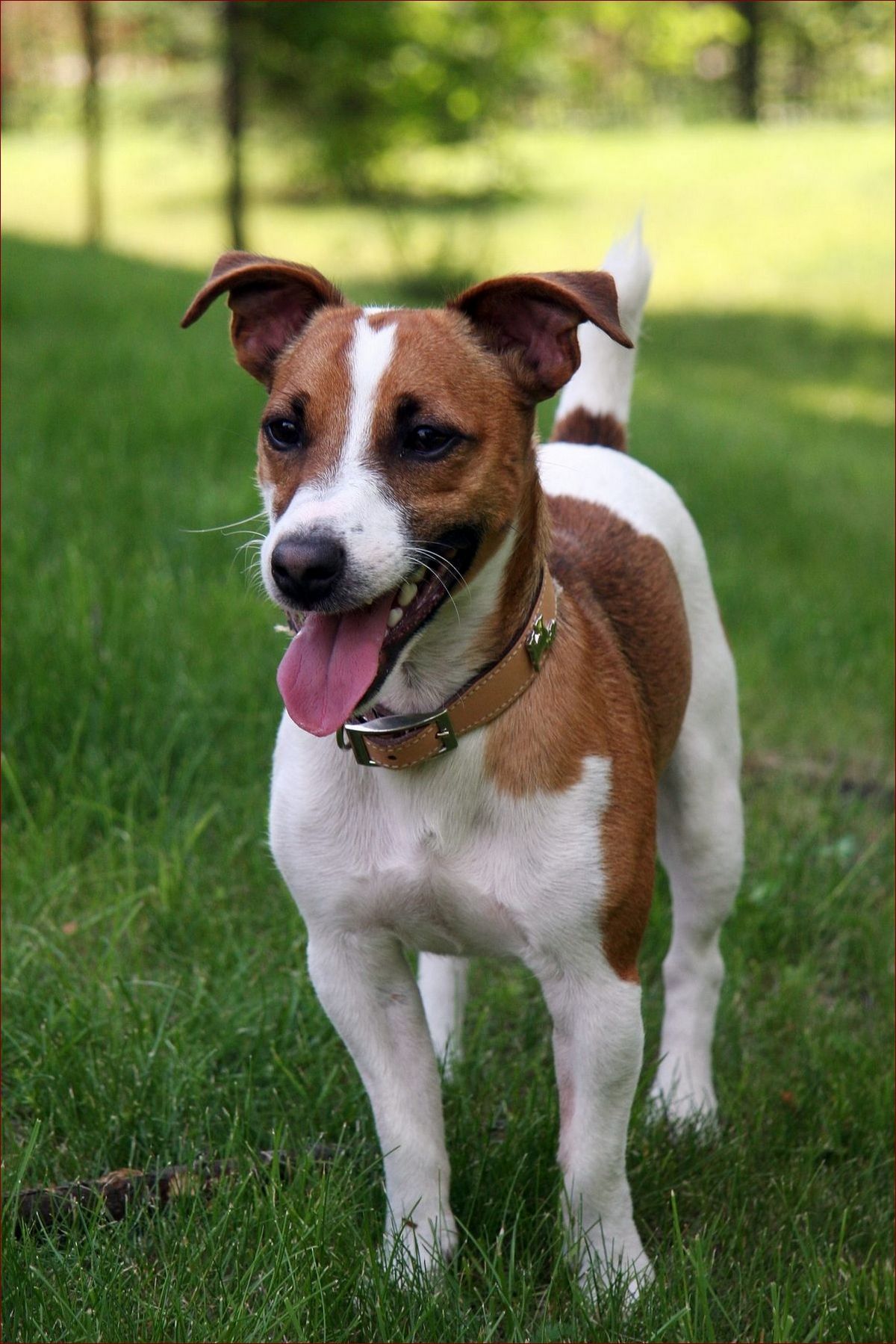 Russell Terrier - Odważny myśliwy w małym ciele. Niezwykła historia rasy