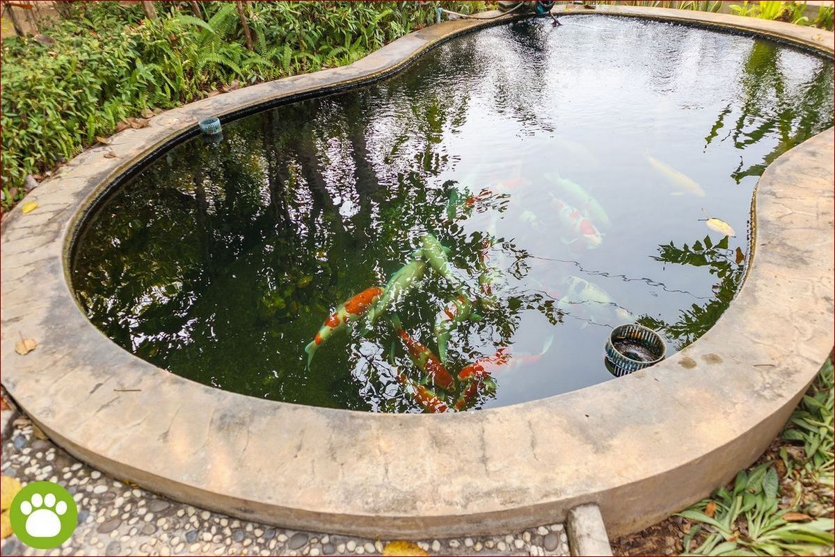 Rybki do oczka wodnego: Jak stworzyć żywe i kolorowe oczko wodne w Twoim ogrodzie