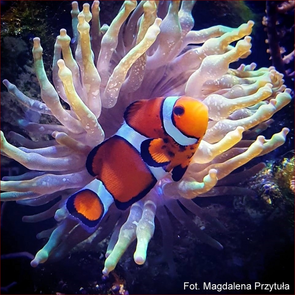 Ryby do akwarium morskiego - Niesamowite podwodne stworzenia w Twoim domu