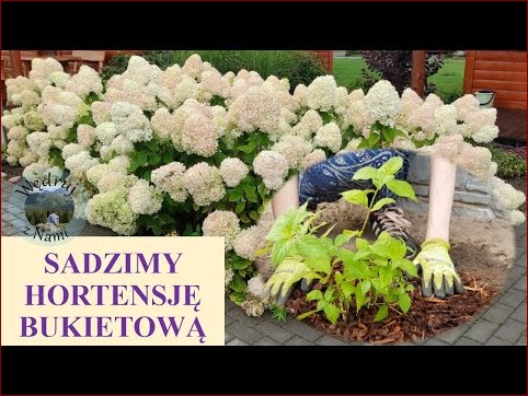 Sadzenie hortensji ogrodowych - poradnik krok po kroku dla oszałamiających kwiatów () Sadzenie hortensji ogrodowych - poradnik krok po kroku dla oszałamiających kwiatów
