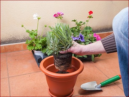 Sadzenie lawendy w doniczce: Sekretny sposób na prowansalską oazę w domu