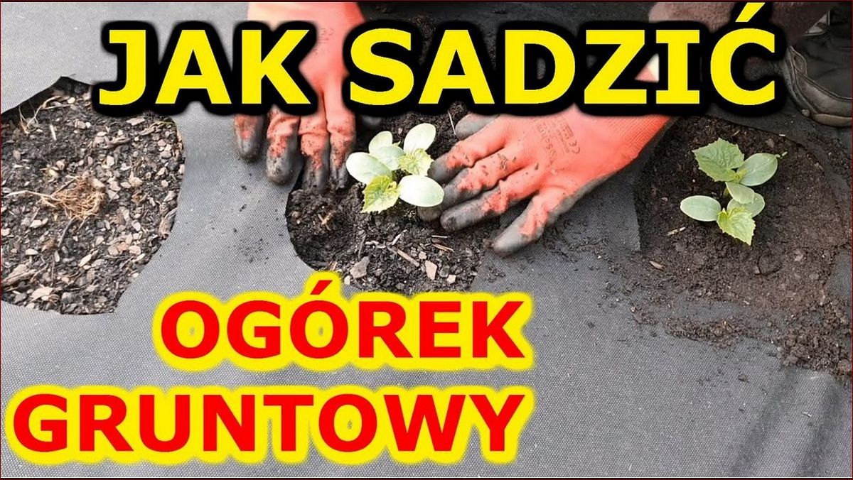 Sadzenie ogórków do gruntu - Sprawdzona metoda na obfite plony świeżych warzyw!