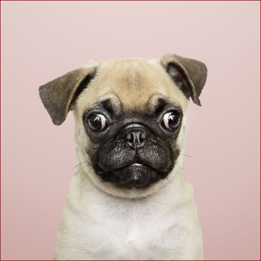 Saneczkowanie u psa - dlaczego to robi i jak skutecznie je powstrzymać?