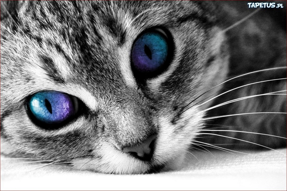 Sennik koty w domu – zdradź mroczne znaczenie snów z pupilami!