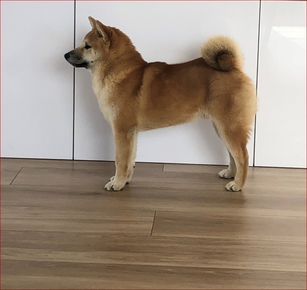 Shiba Inu Szczeniak: Praktyczny Przewodnik dla Przyszłych Opiekunów Tej Niesamowitej Rasy