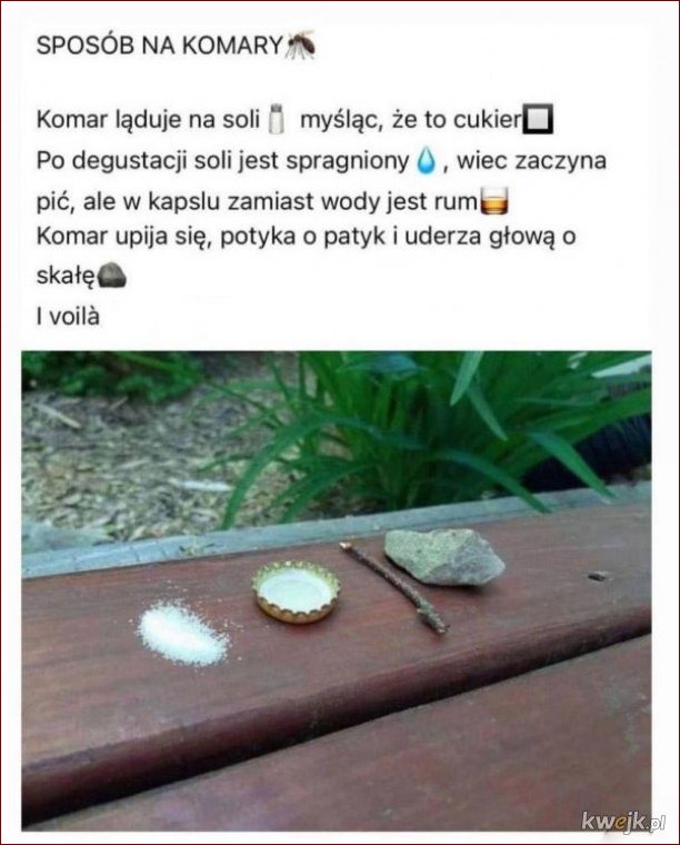 Sposób na komary - Odkryj naturalne i skuteczne metody odstraszania uporczywych owadów