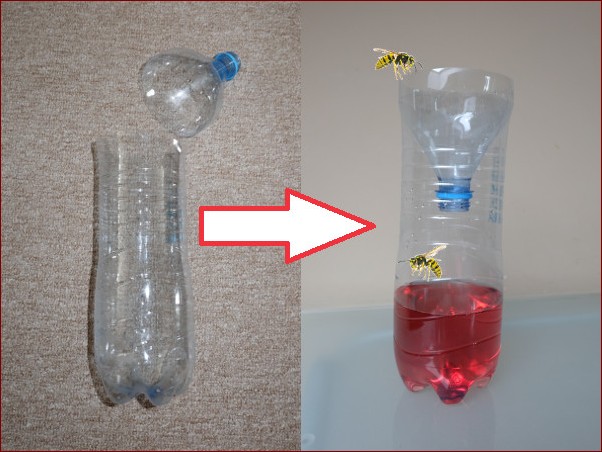 Sposób na osy - naturalny i skuteczny poradnik, jak pozbyć się gniazda