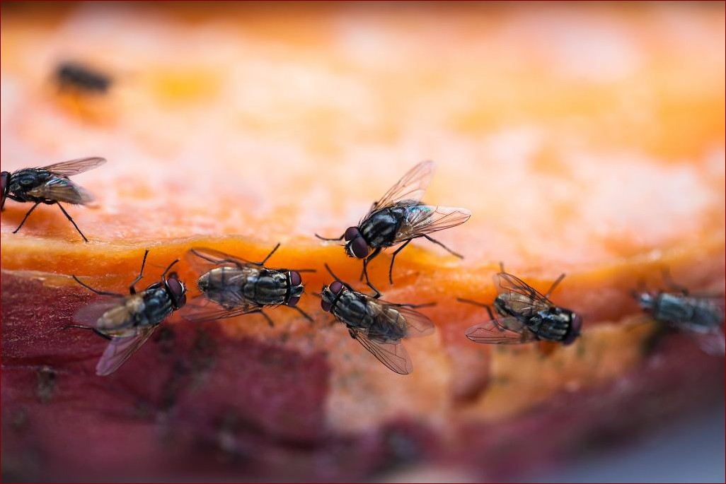 Sposoby na muchy na wsi - pozbądź się inwazji owadów raz na zawsze!