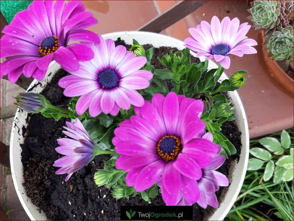 Stokrotka afrykańska zimowanie - Jak skutecznie przygotować roślinę do zimy?