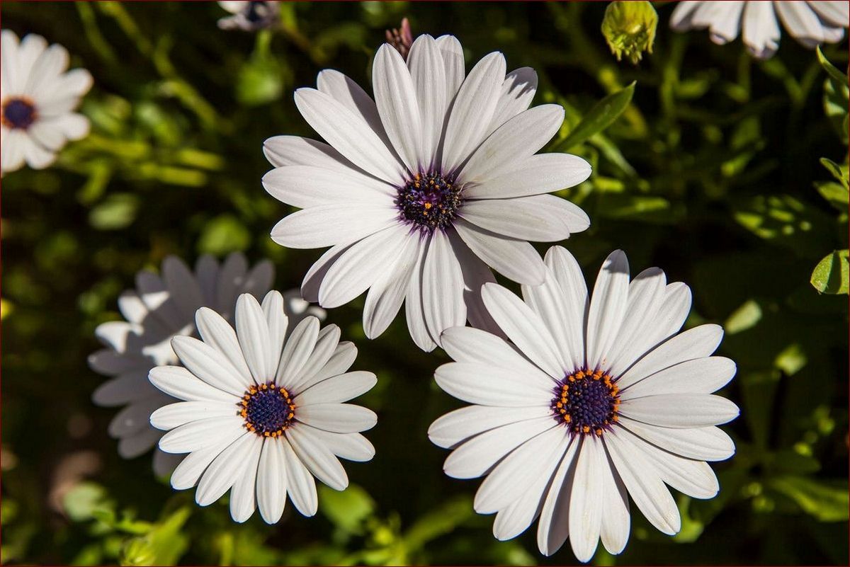 Stokrotka afrykańska zimowanie - Jak skutecznie przygotować roślinę do zimy?