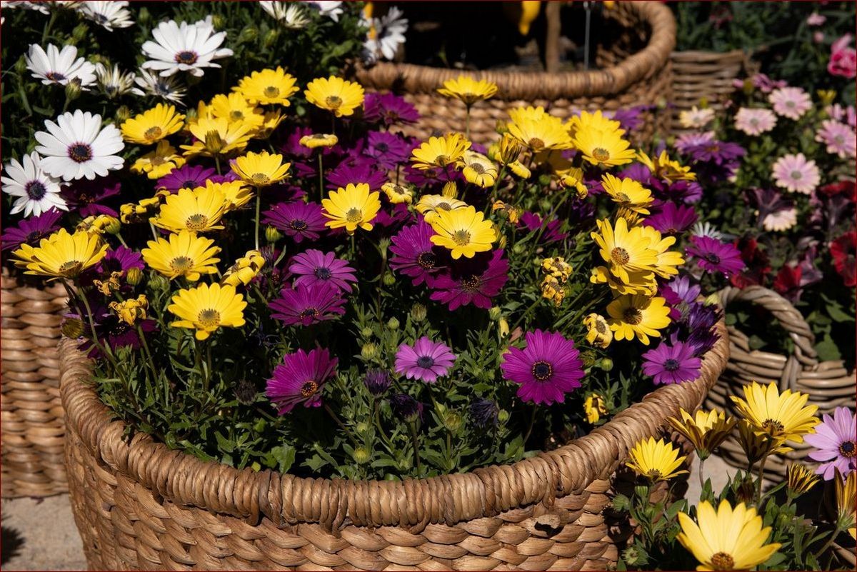 Stokrotka afrykańska zimowanie - Jak skutecznie przygotować roślinę do zimy?