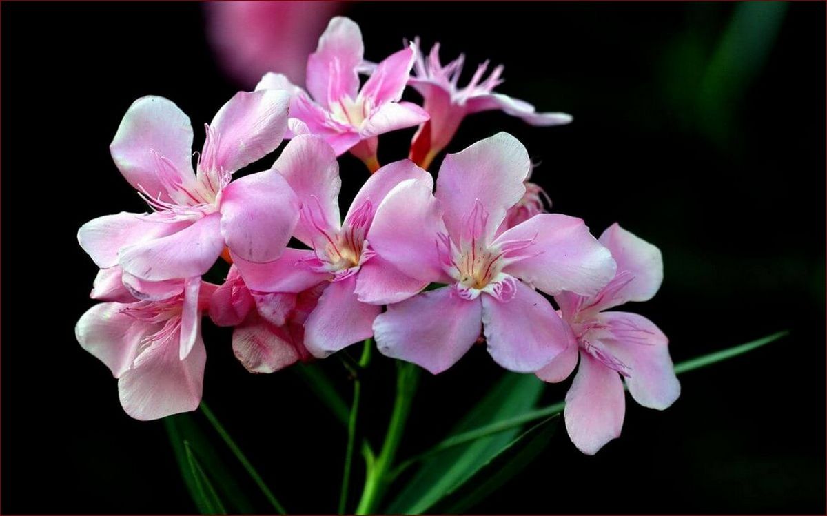 Suchy oleander po zimie? Odkryj 7 sztuczek, by ożywić twój ogród!