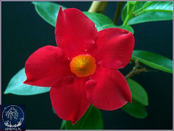 Sundaville zimą w domu: odkryj magię śnieżnego raju w zaciszu własnego gniazdka