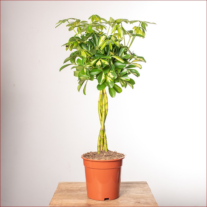 Szeflera – jak dbać o to piękne drzewo domowe? Wskazówki dla początkujących