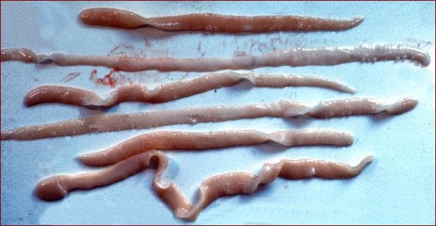 Tasiemiec u kota - jak wygląda ten pasożyt, objawy i leczenie