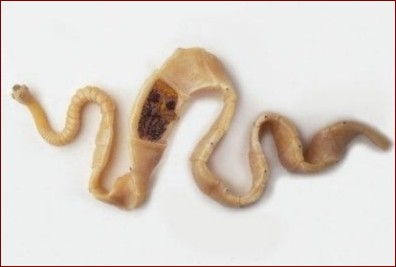 Tasiemiec u kota - jak wygląda ten pasożyt, objawy i leczenie