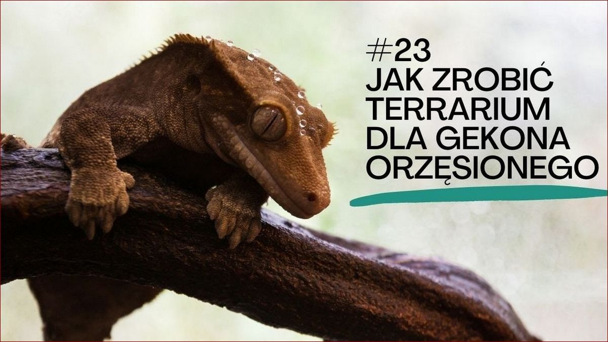 Terrarium dla gekona orzęsionego - kompleksowy przewodnik 2023 jak zbudować idealne schronienie