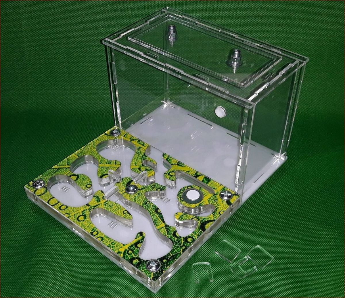 Terrarium dla mrówek: Twoje okno do fascynującego mikroświata kolonii
