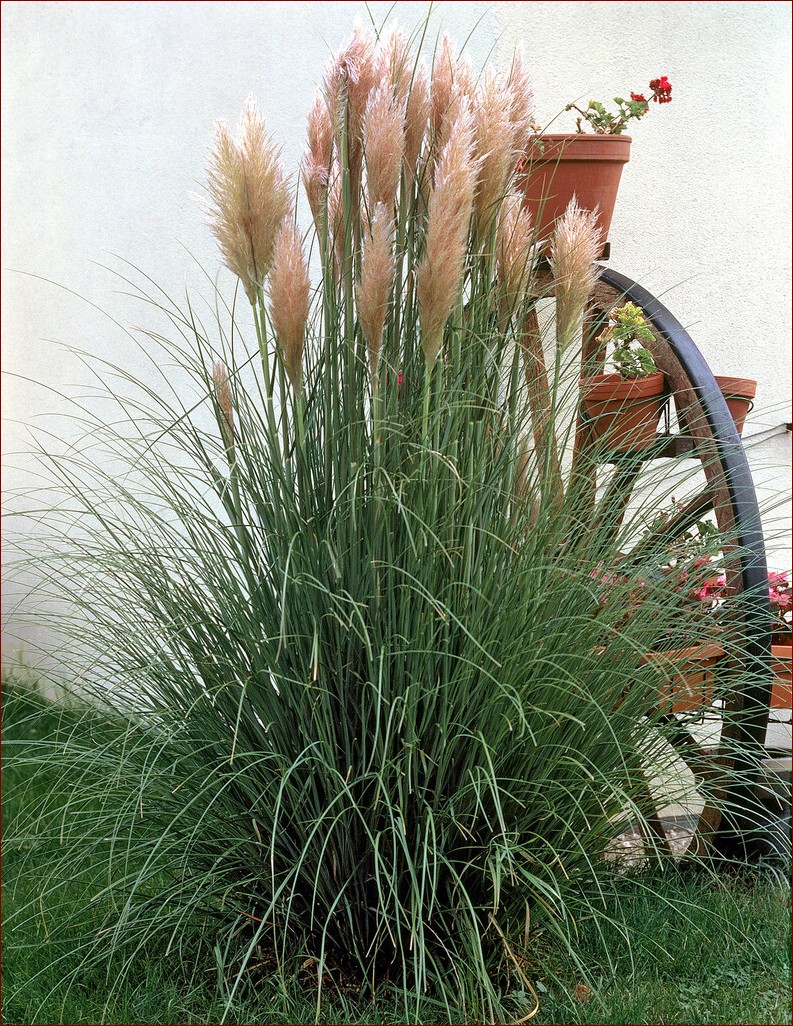Trawa pampasowa - jak szybko rośnie ta imponująca roślina ozdobna?