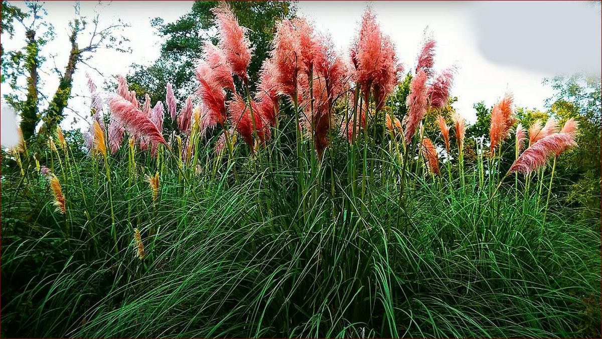 Trawa pampasowa - jak szybko rośnie ta imponująca roślina ozdobna?